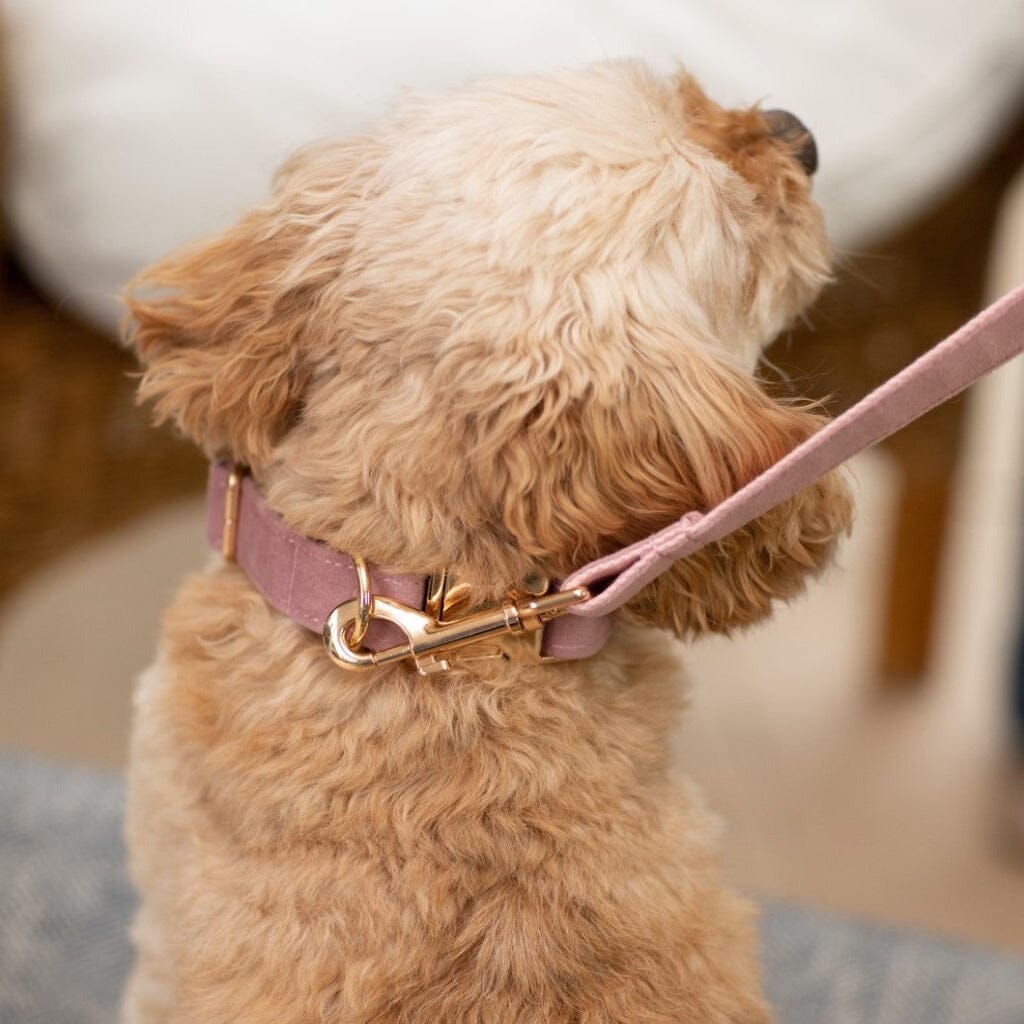 pink-velvet-dog-lead pink-velvet-dog-lead