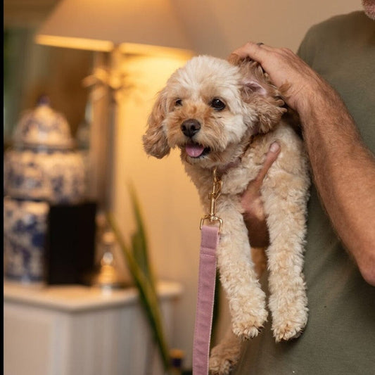 pink-velvet-dog-lead