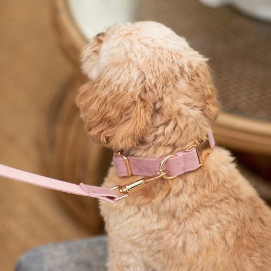 pink-velvet-dog-lead-1