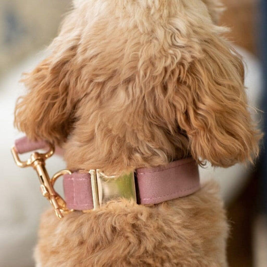 Pink and Gold Velvet Dog Collar