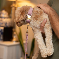 Pink and Gold Velvet Dog Collar