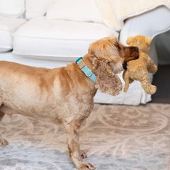 Tiffany Blue Gold Velvet Dog Collar - Charlie and Piper Gifts for Men